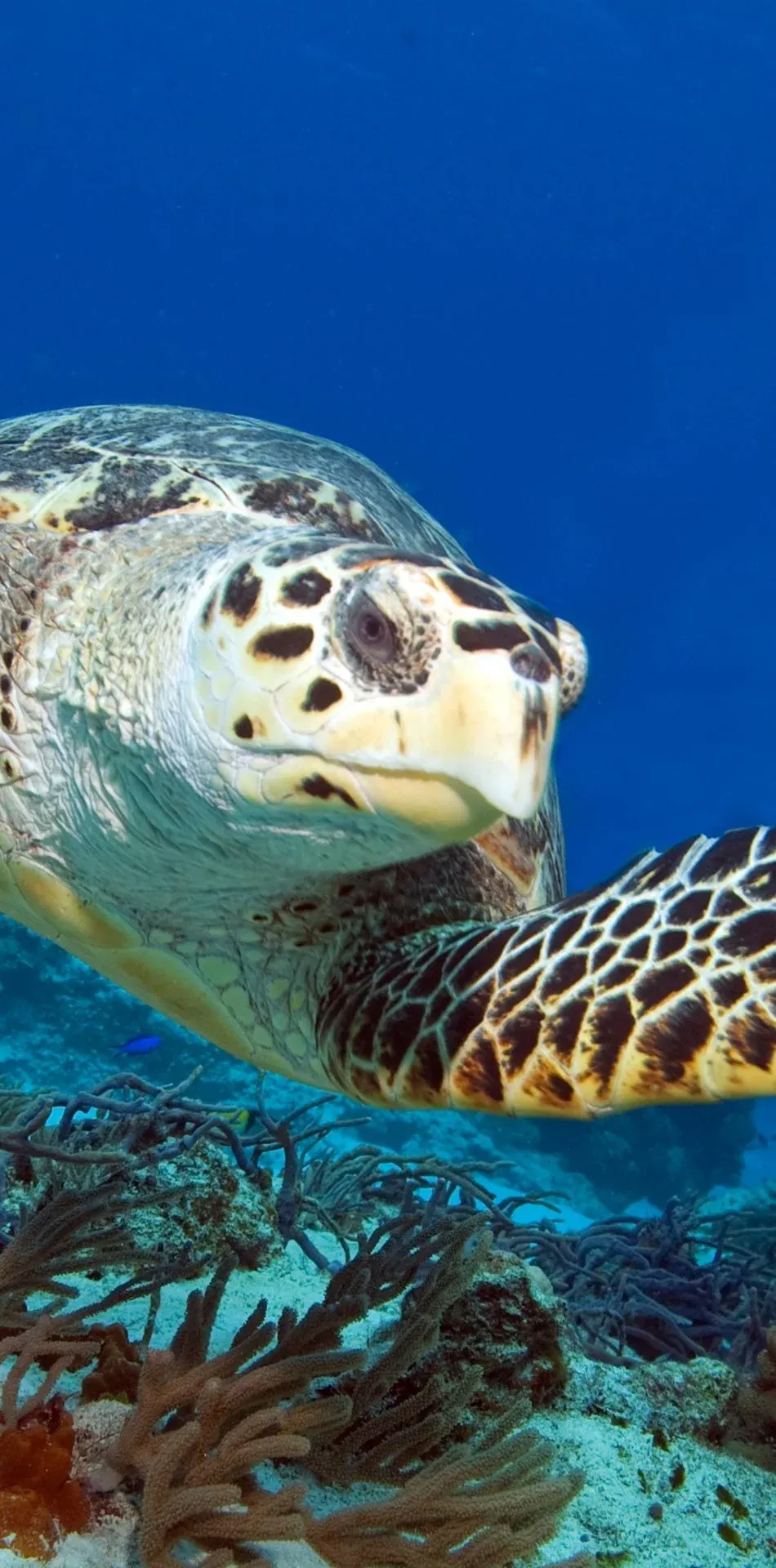 Buceando en Cozumel con Scuba Alux