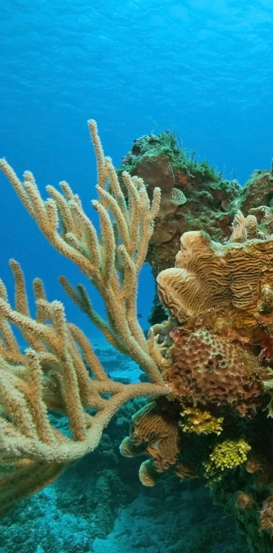 Arrecife de coral en Cozumel
