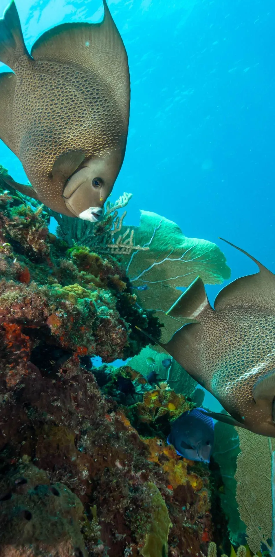 Buceando en Playa del Carmen