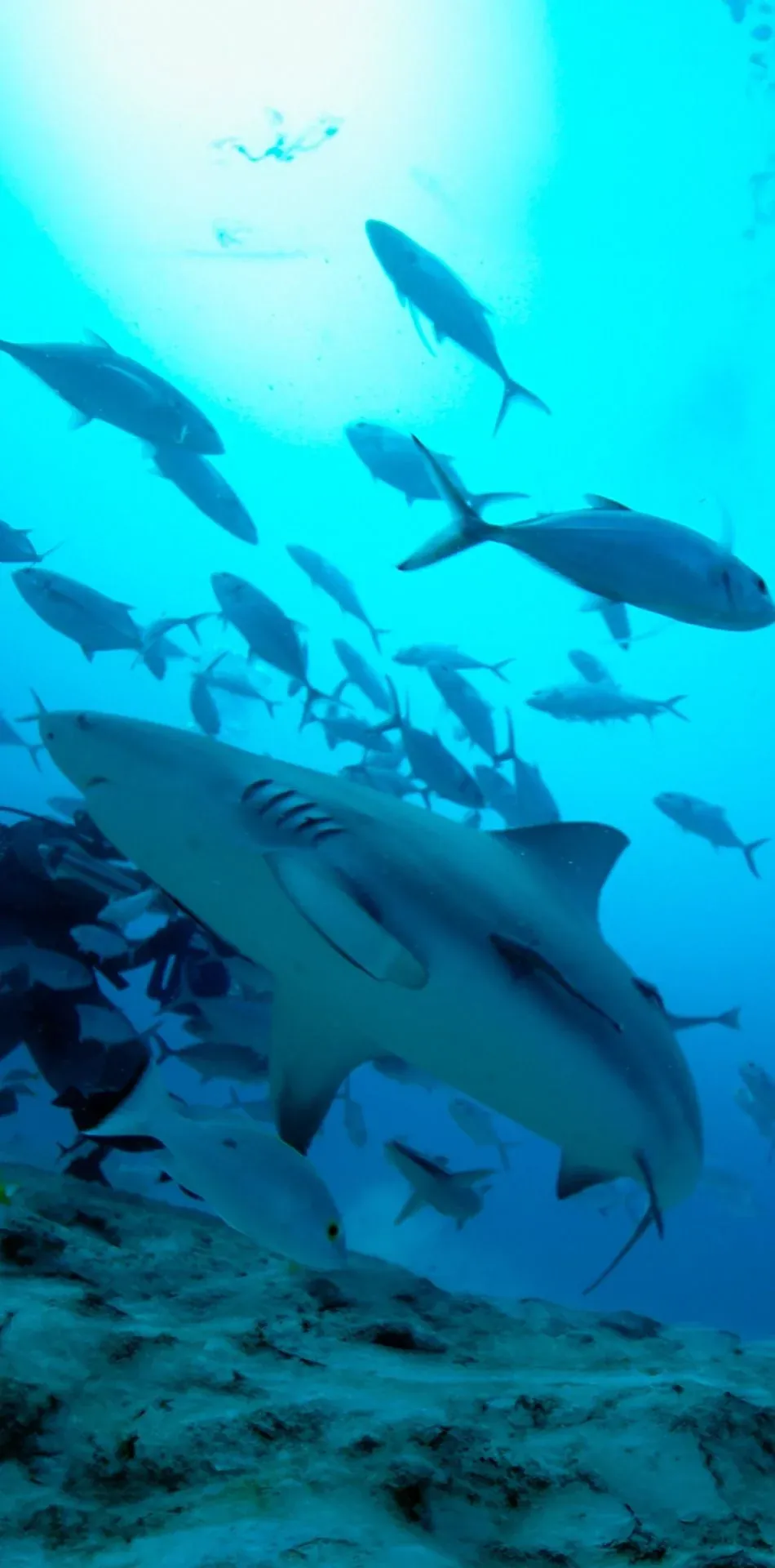 Bull shark diving in Playa del Carmen — unique experience in the Riviera Maya