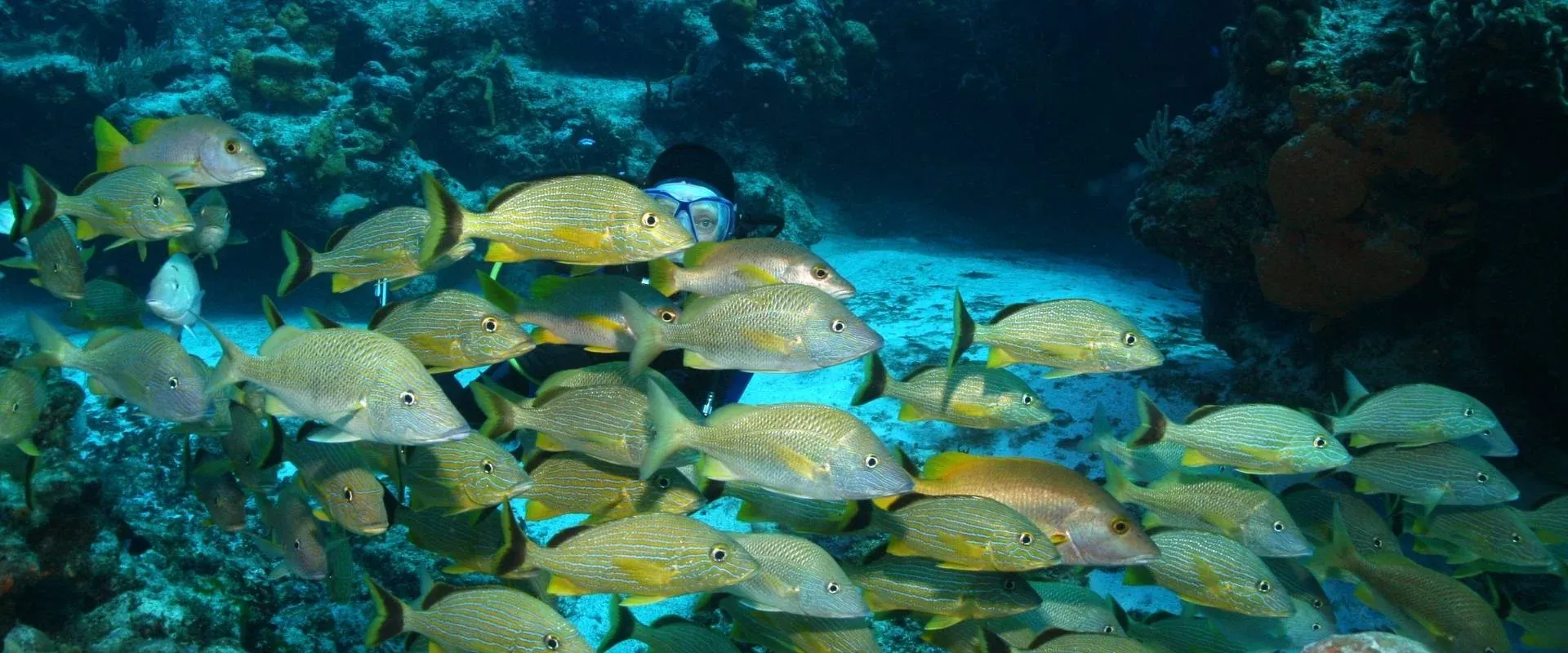 Diving in Playa del Carmen