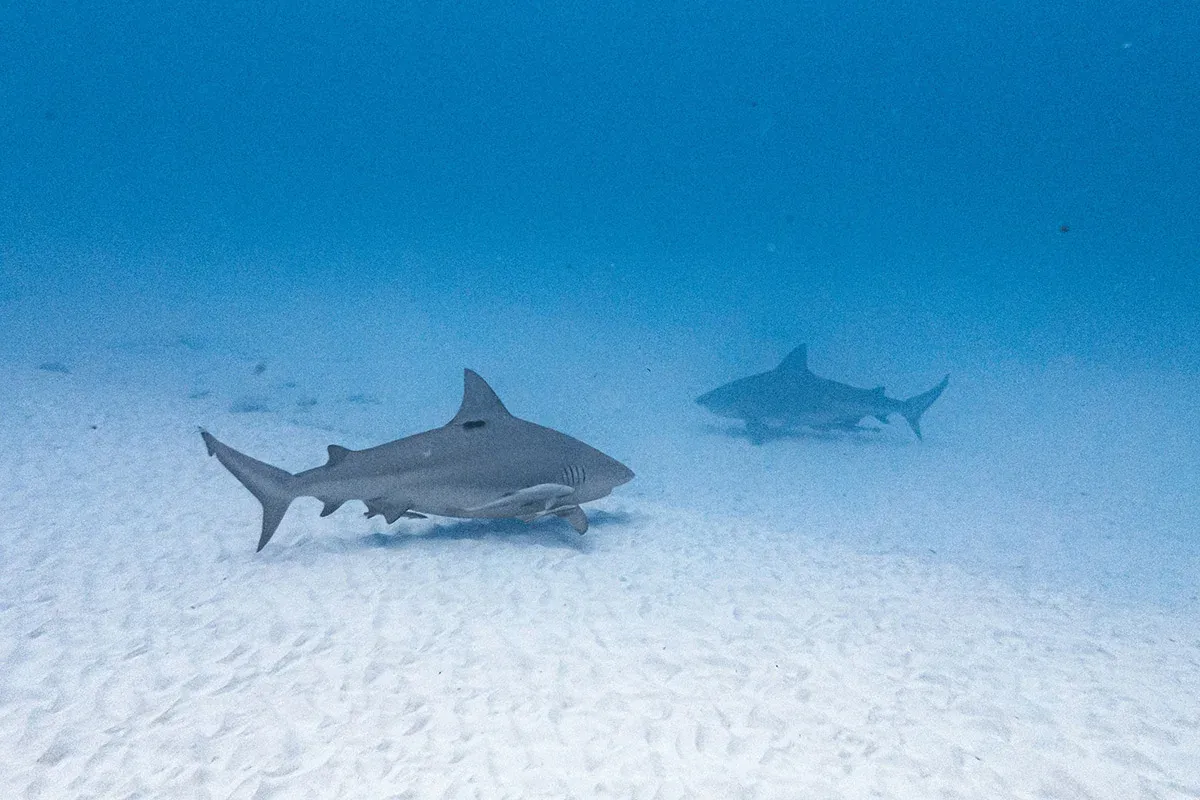 Tiburón toro en Playa del Carmen — punto de buceo frente a Mamitas Beach