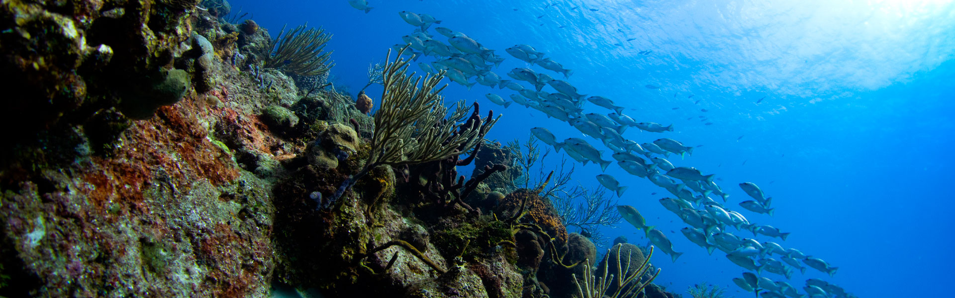 Buceo en Playa del Carmen: comparación con otros destinos de buceo