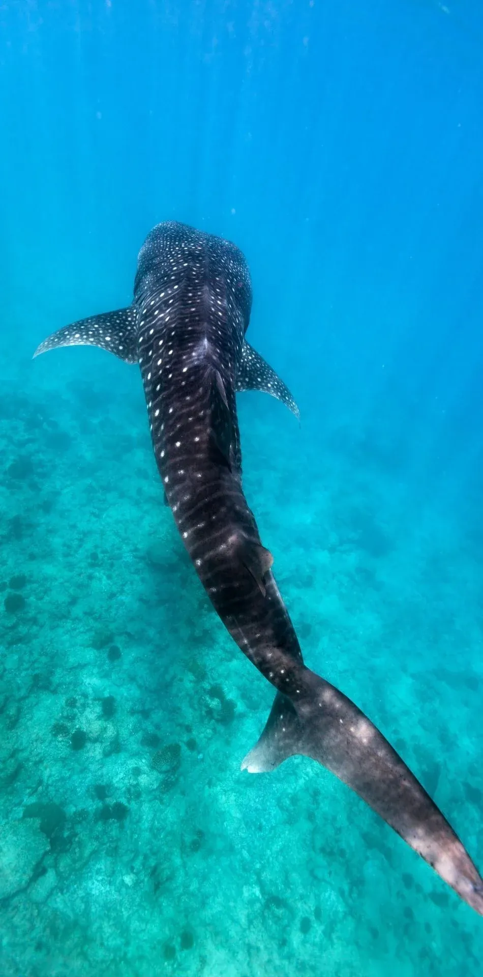 Encuentro con tiburón ballena en Playa del Carmen