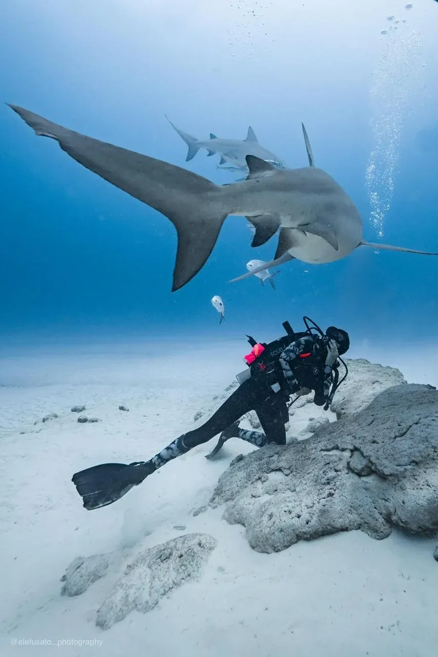 Bull shark encounter with Scuba Alux in Playa del Carmen