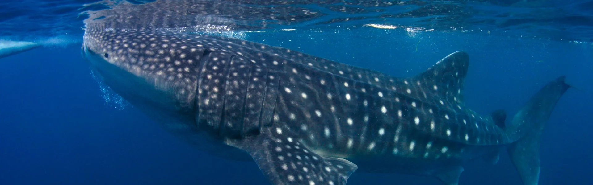 Encuentro responsable con tiburón ballena en Riviera Maya