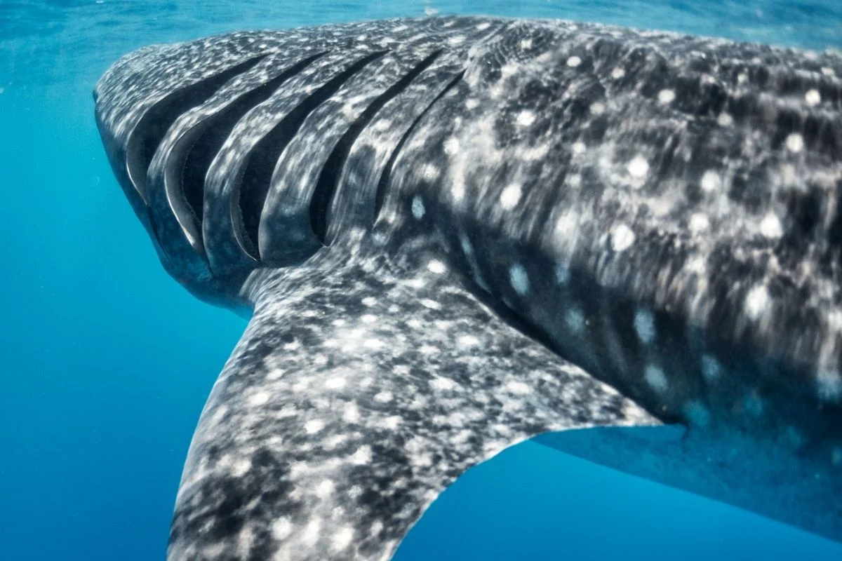 Tour de tiburón ballena responsable en Riviera Maya — normas de conservación
