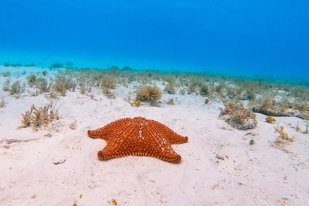 Starfish in Cozumel