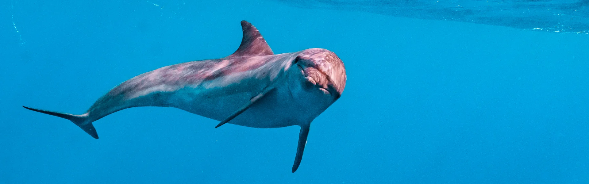 Volver al Mar Rojo: seis días de buceo entre arrecifes, pecios y viejos recuerdos