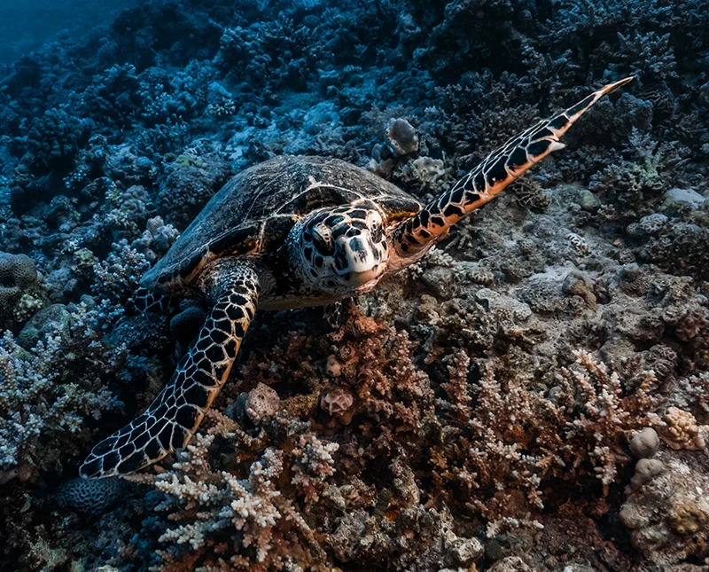 Turtle during a Red Sea diving trip