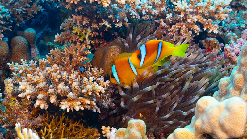 Red Sea liveaboard diving