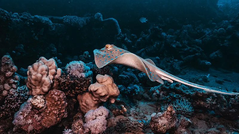 Divers enjoying the Red Sea