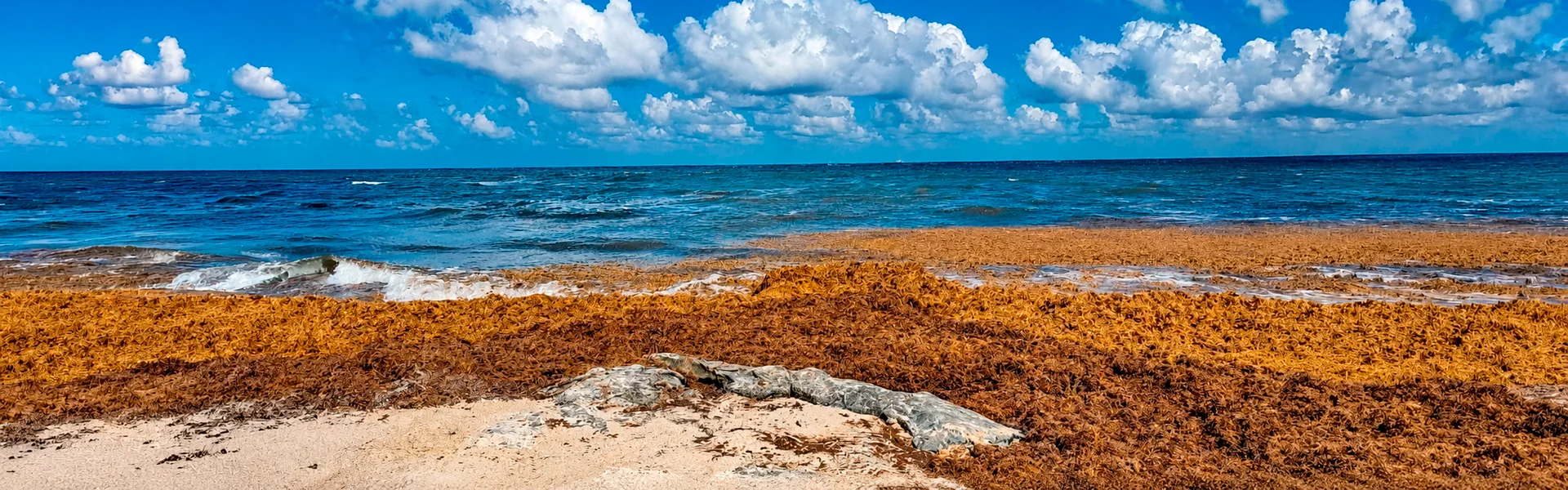 Sargazo en Playa del Carmen y su impacto en el buceo