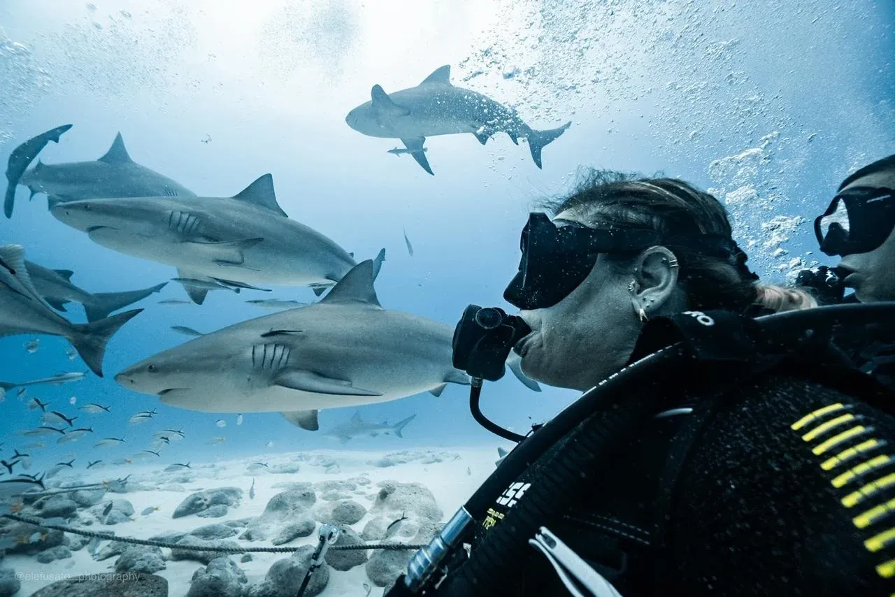 Bull shark in Playa del Carmen — recreational dive with Scuba Alux