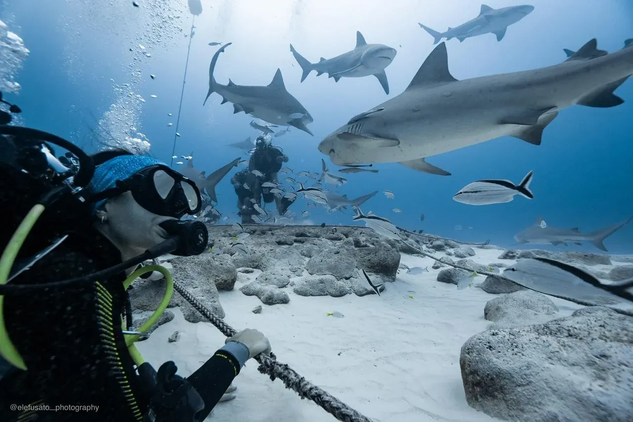 Can you dive with sharks in the Riviera Maya?