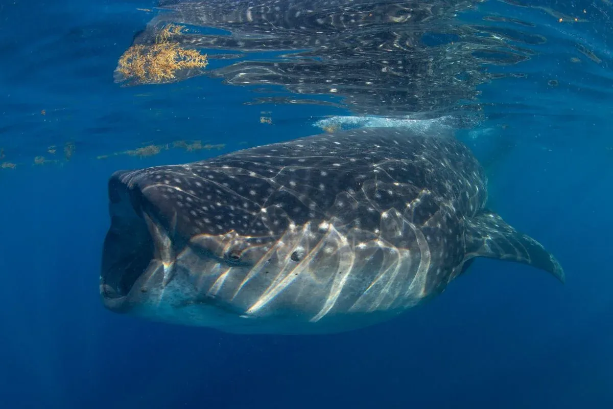 Whale shark encounter in Playa del Carmen, Mexico