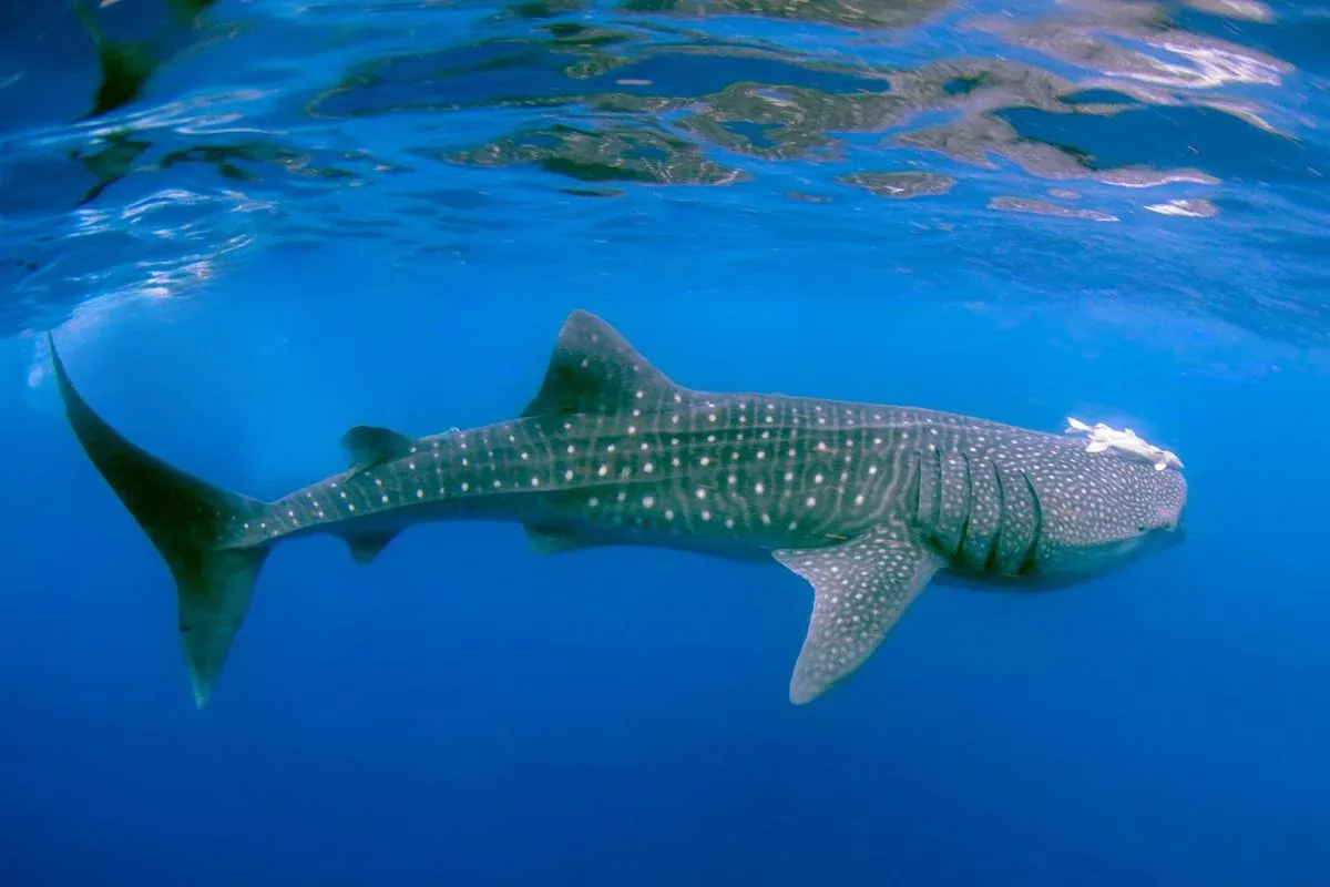 Whale shark swimming in Riviera Maya, Mexico